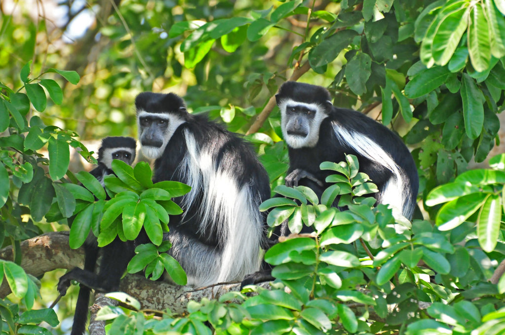 black and white colobus monkey combined Rwanda Uganda Gorilla Trek Tour
