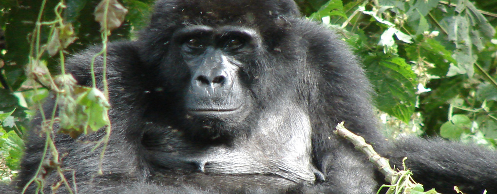 Uganda chimpanzee gorilla habituation experience tour