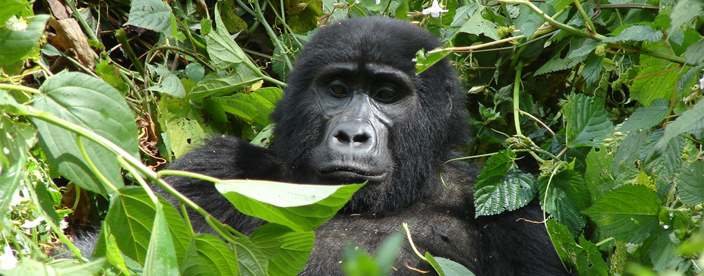 gorilla habituation experience bwindi uganda tour