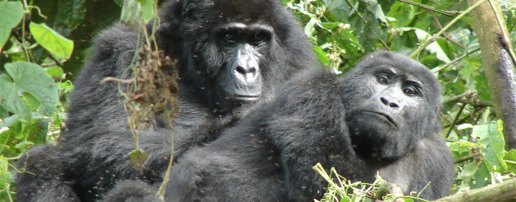 Fly in Uganda Gorilla Trekking Safari - 4 Days gorilla safari - Gorillas mating on fly in to gorilla tour Bwindi Gorillas and Wildlife Safaris