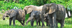 Uganda safari elephants in Queen Elizabeth National park