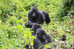 A mountain gorilla family in Bwindi Impenetrable National Park, book uganda gorilla permits