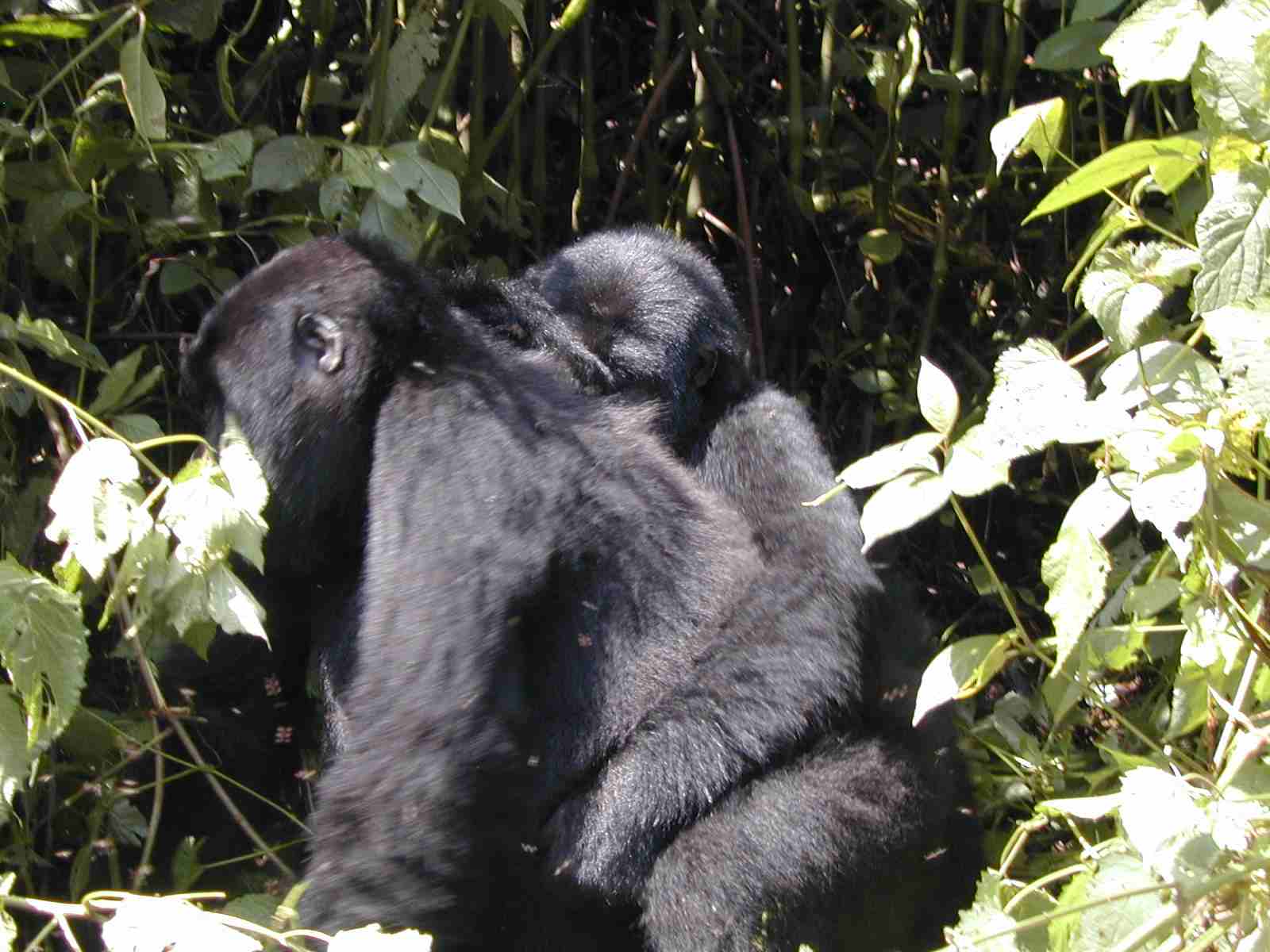 Bwindi mountain gorillas, cost of gorilla trek, price of gorilla safari, uganda rwanda gorilla, gorilla tour trek cost gorillas and wildlife safaris