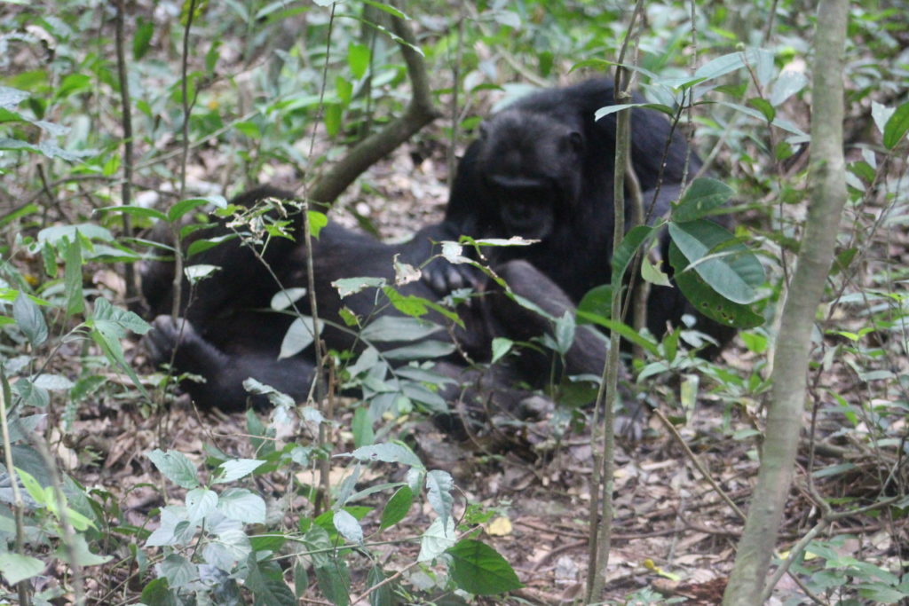 Tracking chimps in Kibale on Chimp trek tour