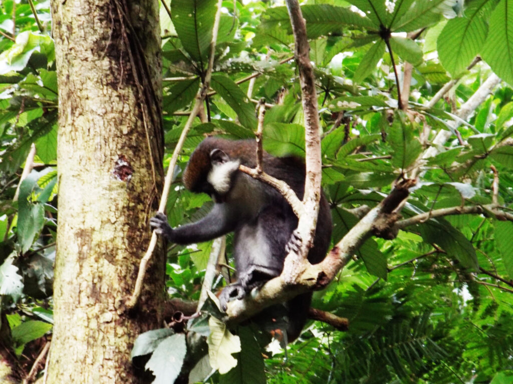 Black and White colobus monkey in Kibale National Park - Uganda Gorilla Trek, Chimpanzee tracking and Game safari