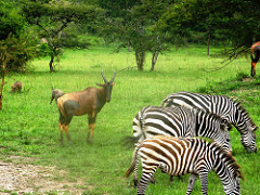 Zebras and other wildlife in Lake Mburo National Park - Uganda Chimpanzee - Uganda Gorilla Trek, Chimpanzee Tracking