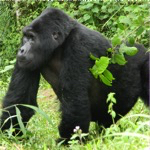 Mountain gorilla combined Rwanda Uganda Gorilla Trek Tour