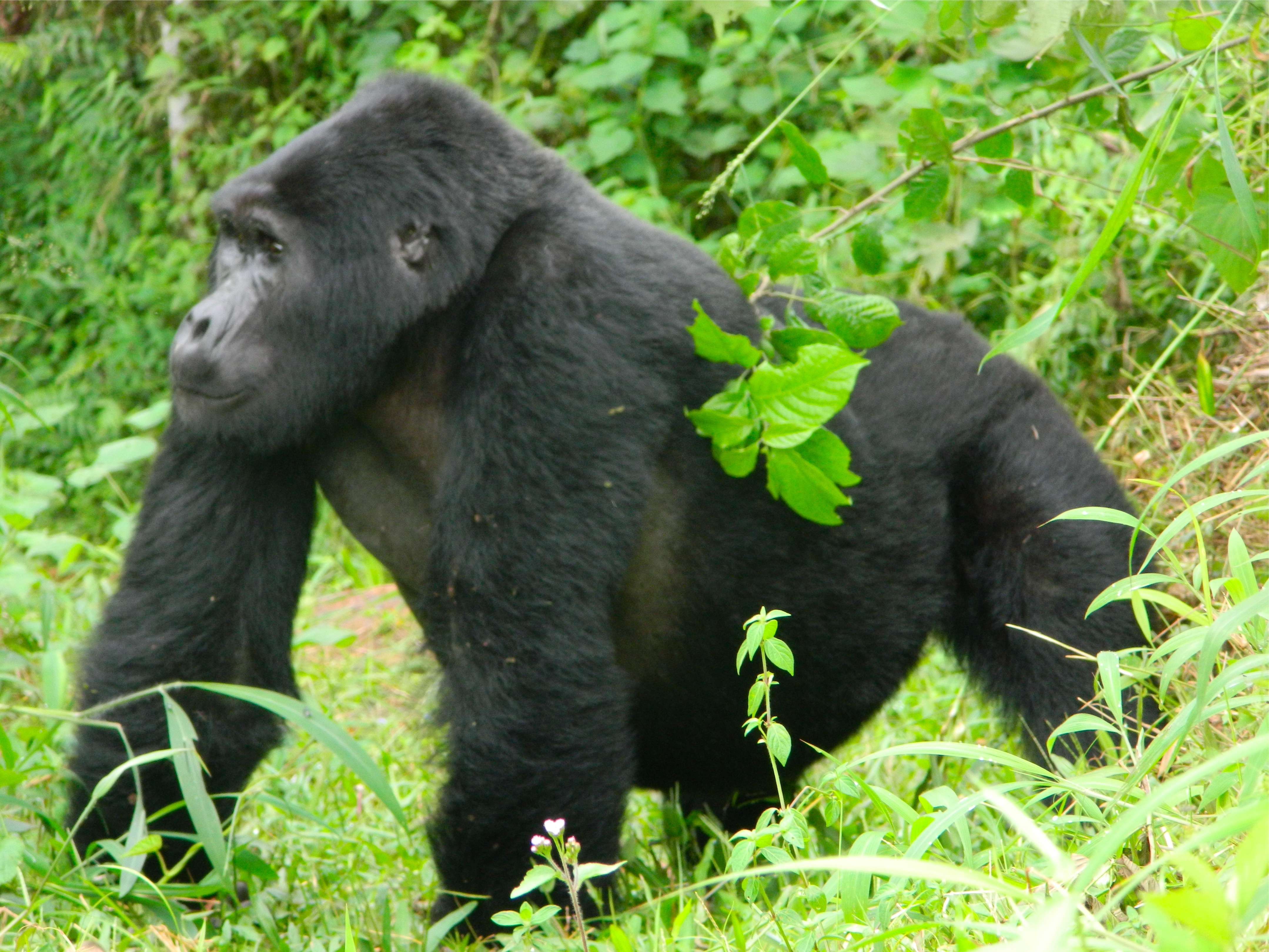 Gorilla trek tour prices and costing comparison