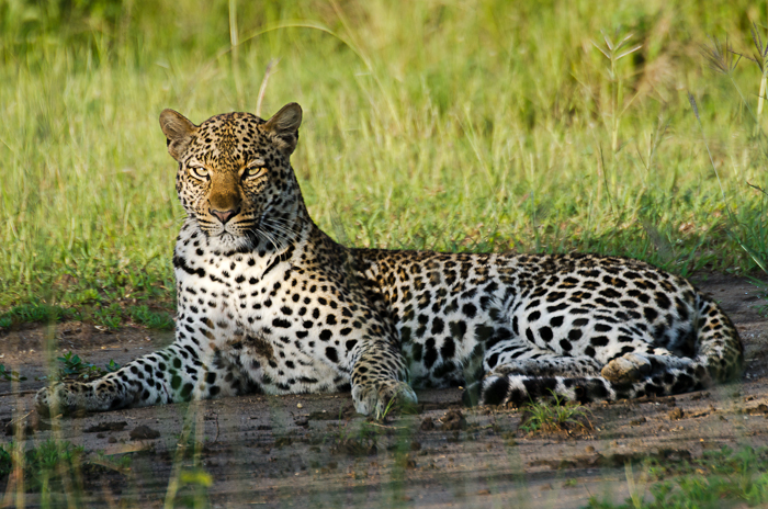 Leopard in Queen Elizabeth National Park - Uganda Gorilla Trek, Chimpanzee tracking and Game safari