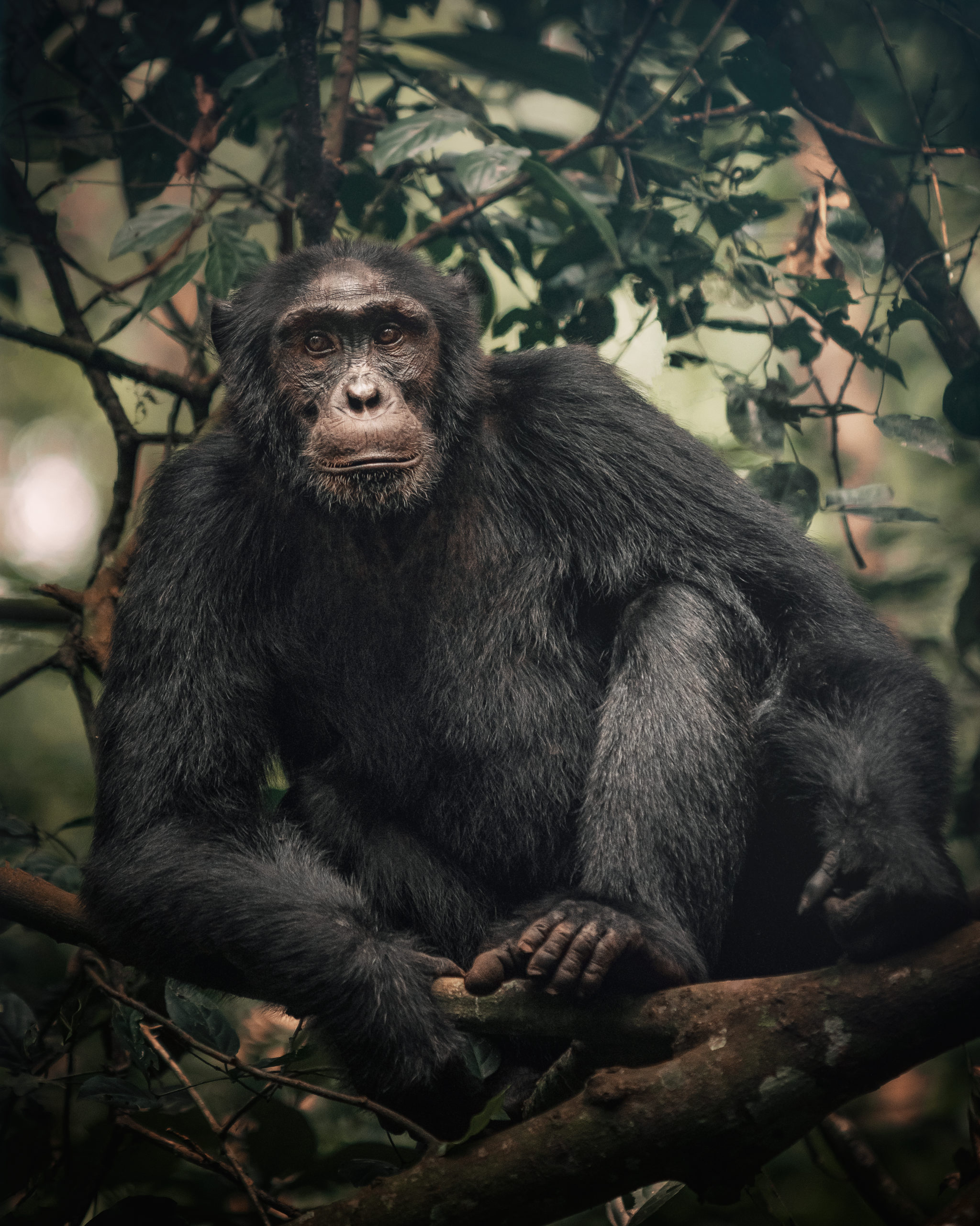 Uganda Chimpanzee - Uganda Gorilla Trek, Chimpanzee Tracking