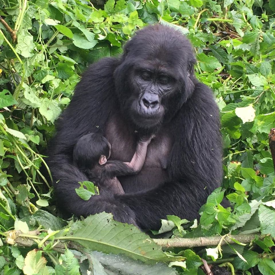A nursing mother mountain gorilla in Bwindi - Uganda Chimpanzee - Uganda Gorilla Trek, Chimpanzee Tracking experiences