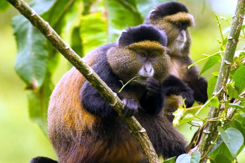 Golden monkey habituation experience gorilla primate chimps habituation tour safari uganda