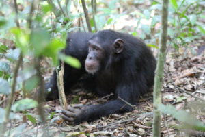 Chimps habiuation exoerience tours Uganda Kibale