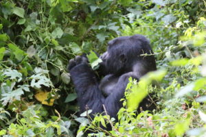 A member of Bukingi gorilla family, with which the gorilla habituation experience is done
