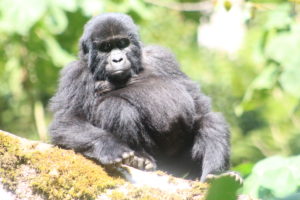 Bikingi Gorilla Family member - for Gorilla Habituation Experience Bwindi