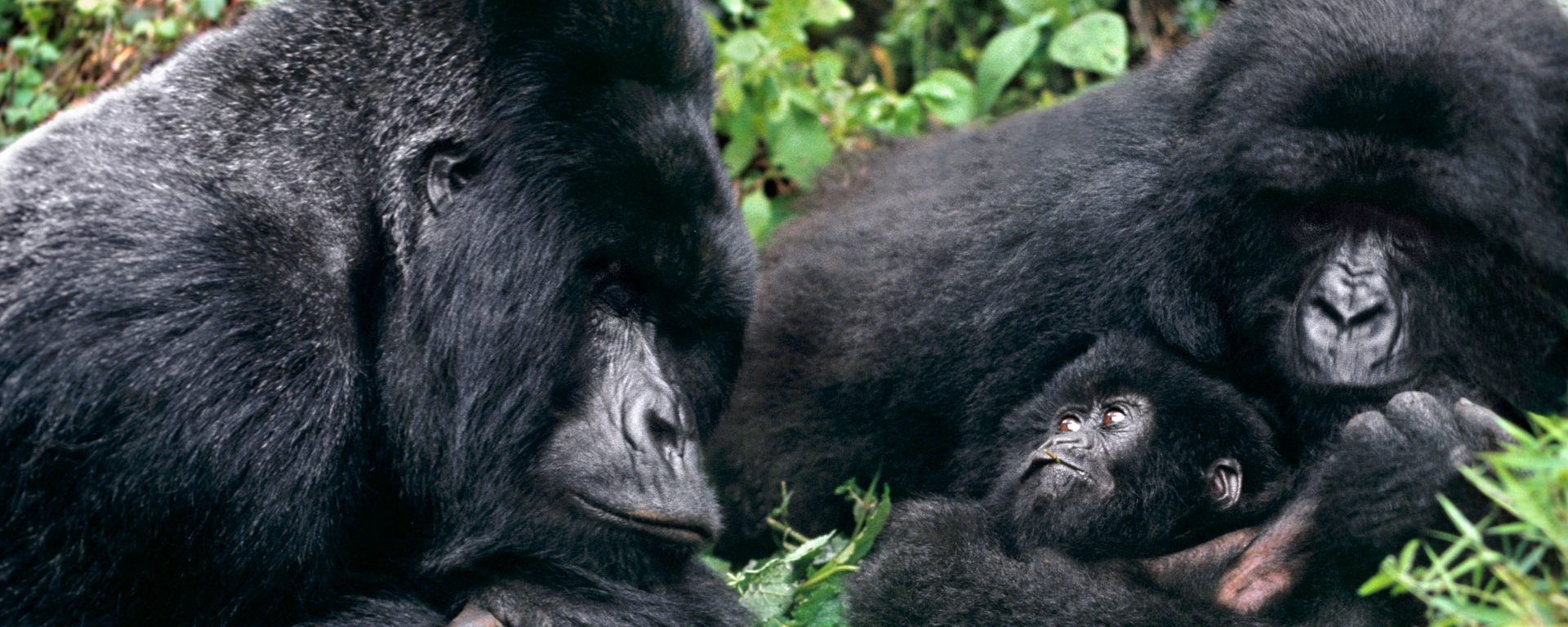 Uganda Gorilla Habituation Experience, Chimps & Monkeys Habituation, Lions Tracking Safari - 8 Days