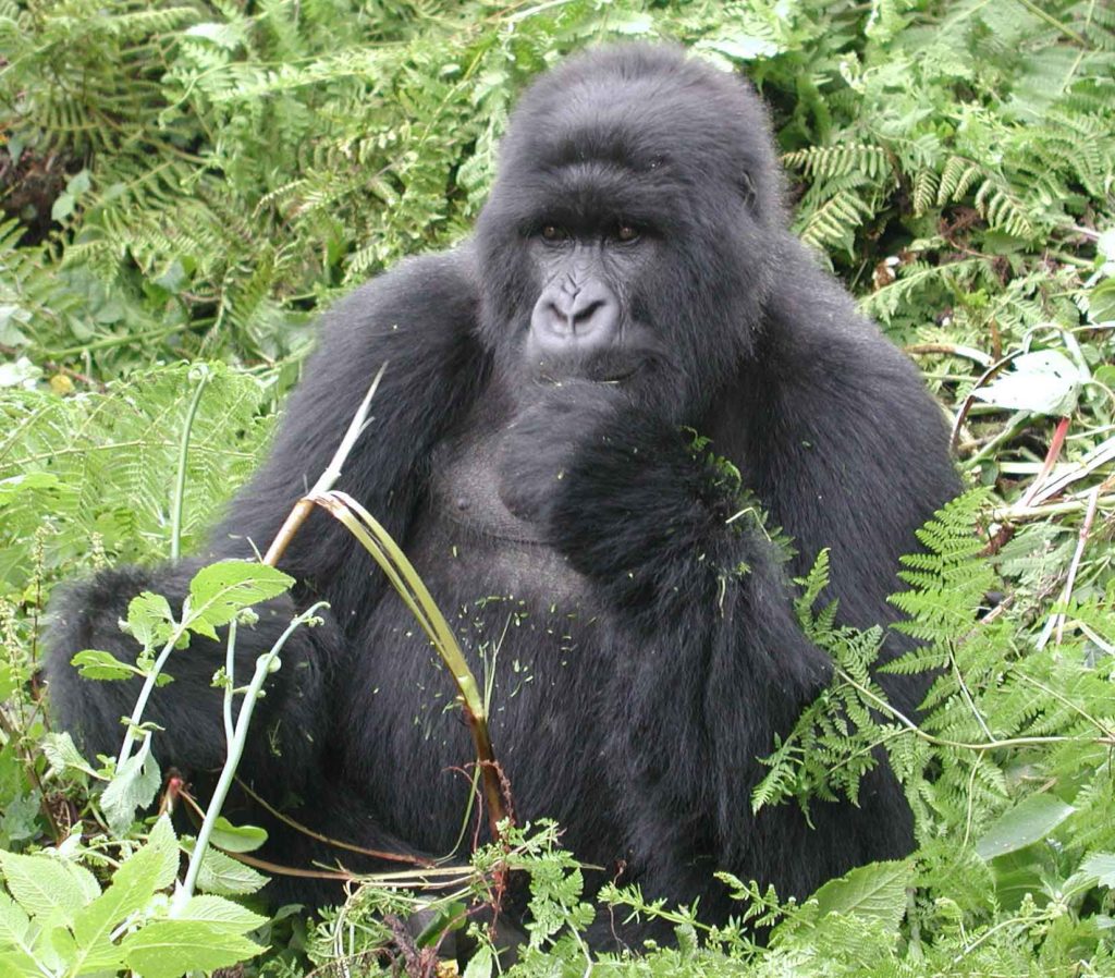 Uganda Gorillas Chimpanzee Tracking Safari Gorillas and Wildlife Safaris