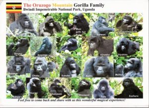 Oruzogo Gorilla Group Ruhija Bwindi gorilla trek gorilla tour