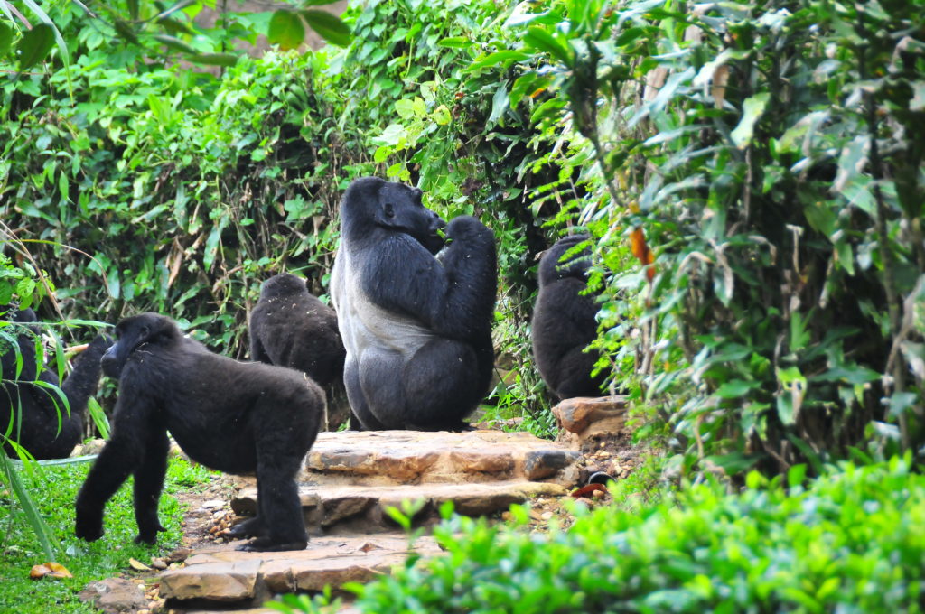 gorilla tracking, Uganda has 15 mountain gorilla group/ gorilla families habituated for gorilla trekking/tracking, gorilla habituation experience for Bwindi.