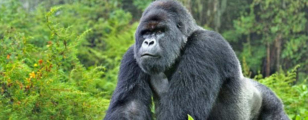 rwanda gorilla trek tour primates safari wildlife