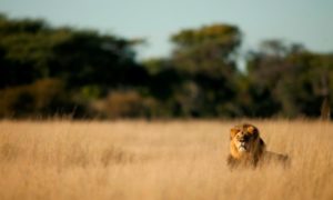 Uganda Lion Tracking Research Tracking in Queen Elizabeth National Park Uganda