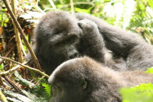 Uganda Gorilla Trekking Cost, How much is Gorilla Trekking The cost for Uganda gorilla trekking permit is USD600 and the cost for gorilla habituation experience permit is USD1500. You can contact a reputable Uganda safari company to help you get the gorilla permits. 