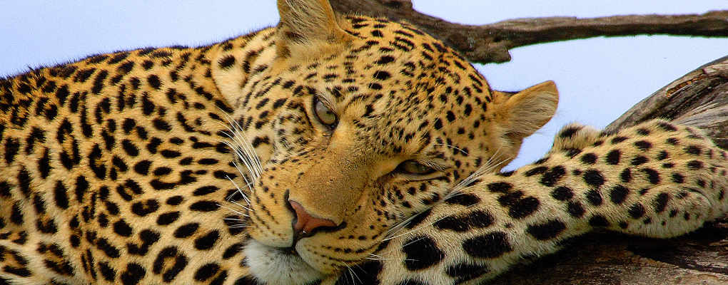 Leopard, tanzania wildlife safari serengeti