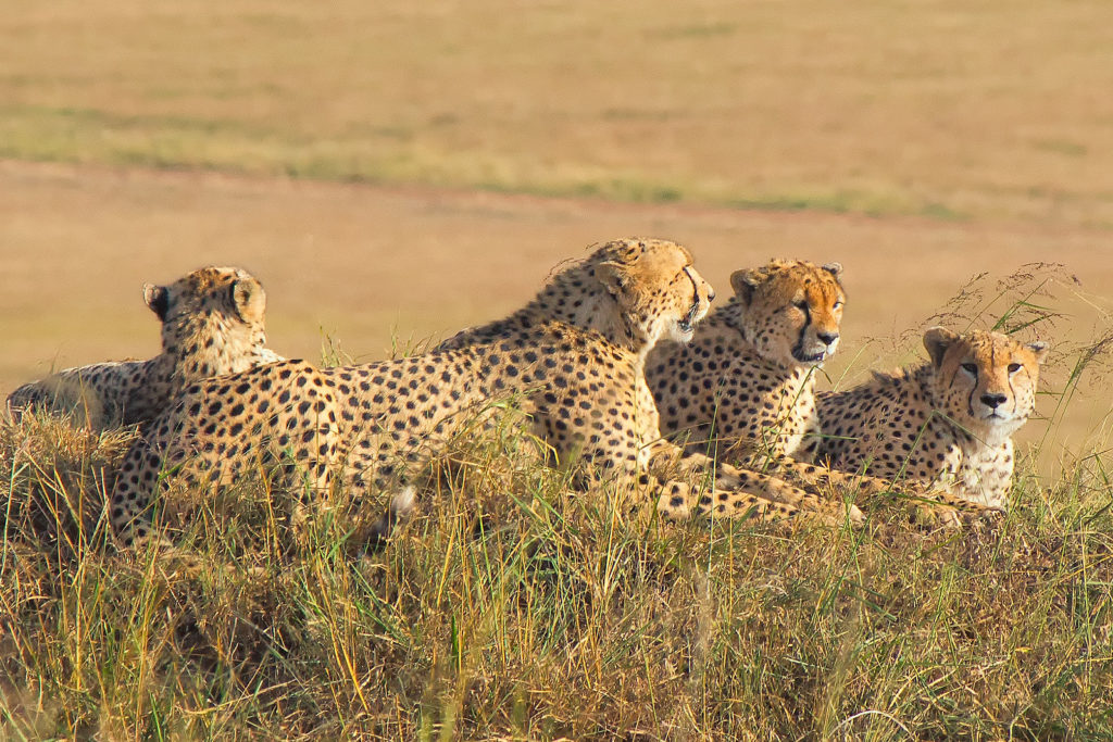 Top Kenya Safari Packages,Holidays,Tours,Getaways,Safari & Beach,Masai Mara,Shaba,Samburu, Great Rift Valley