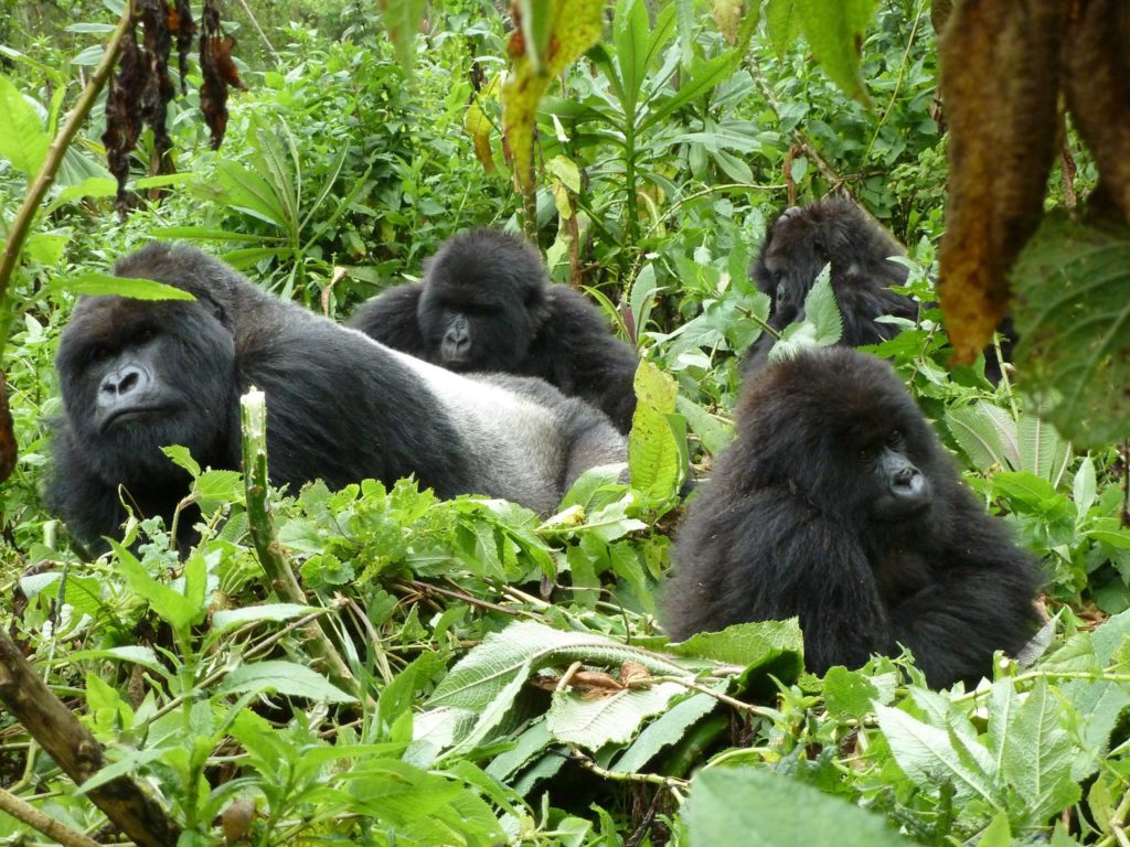 budget 2 days gorilla trek tour uganda cheap gorilla safari
