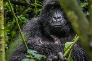 virunga congo gorilas trek birth