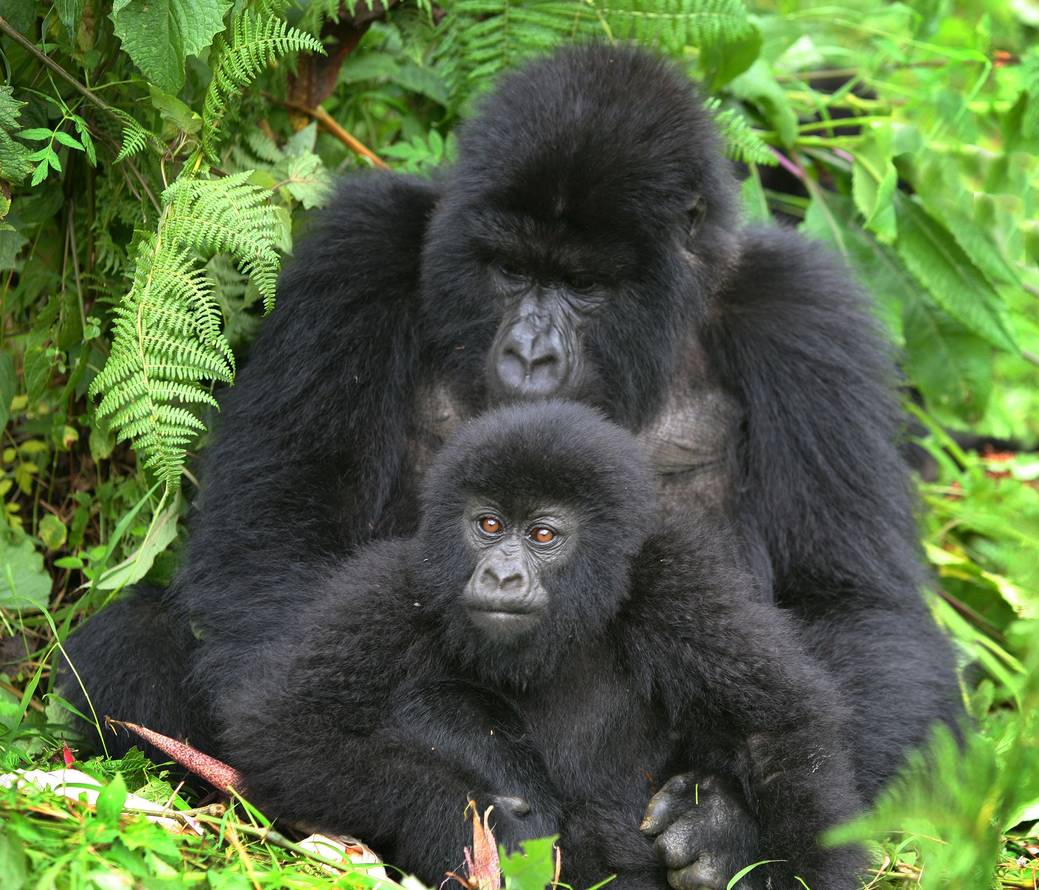 Tracking Rushaga Gorilla Bwindi Impenetrable National Park Uganda Tours gorillas and wildlife Safaris