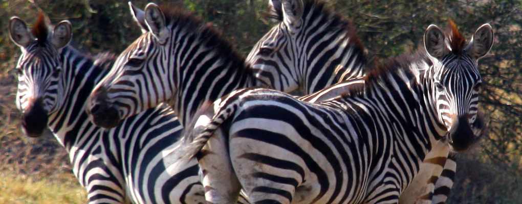 Lake Mburo Zebras as seen on the 10 Days Uganda and Rwanda Safari -  Gorillas, More Primates and Wildlife Experiences