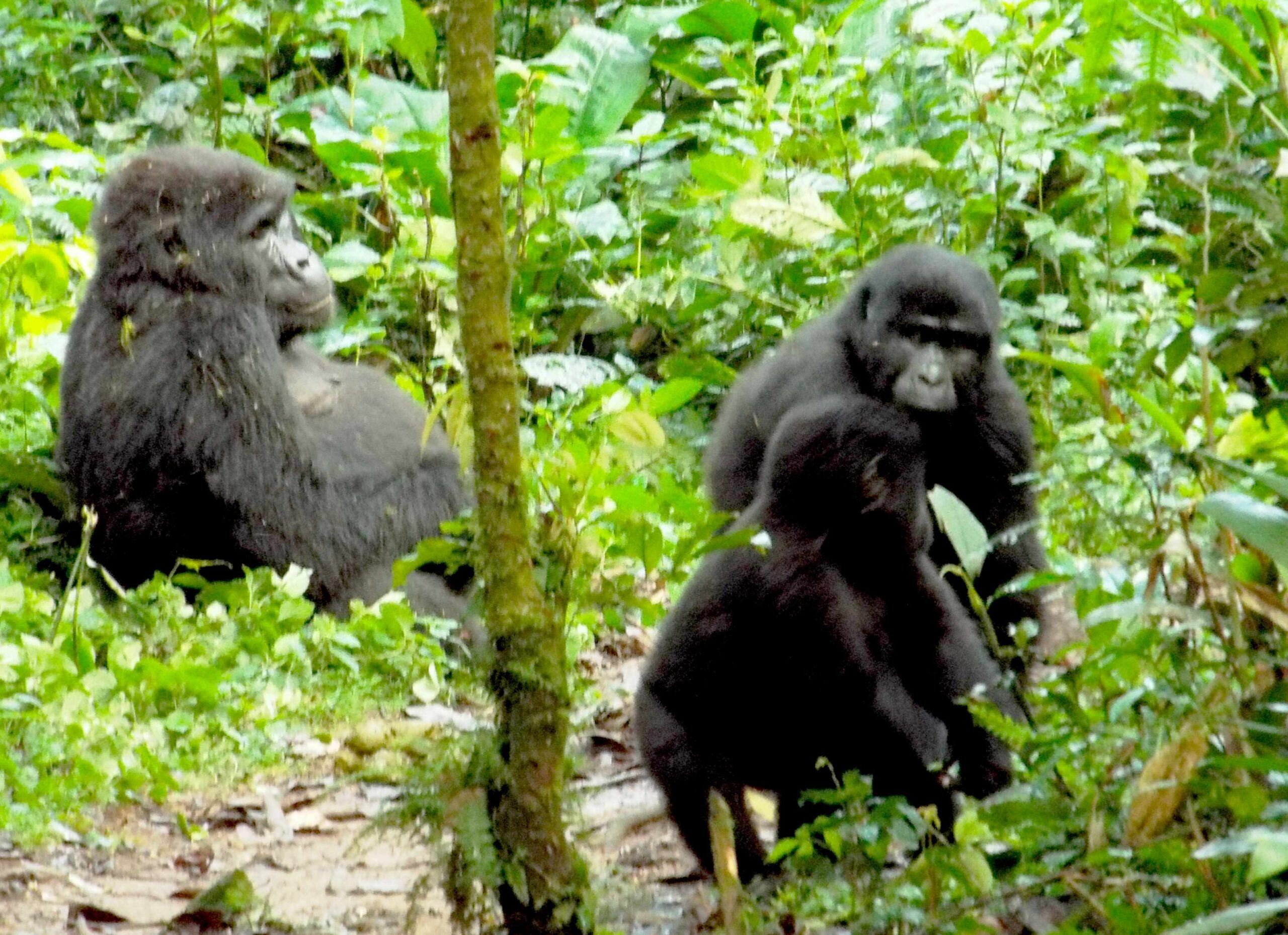 Bwindi mountain gorilla family