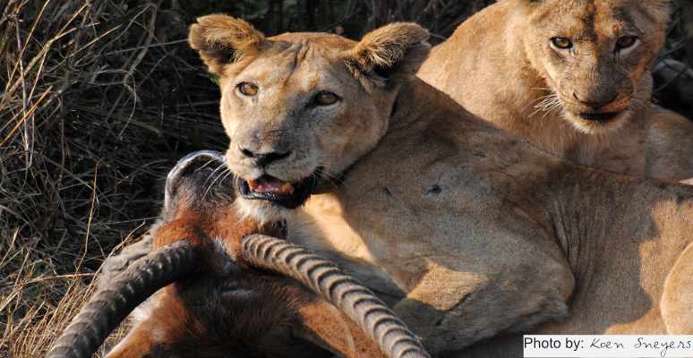 lions-with-prey-Queen-Elizabeth-National-Park