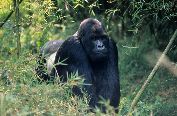 Silverback Mountain Gorilla in Bwindi Impenetrable National Park