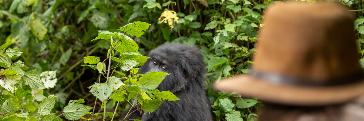 All Inclusive-Rwanda-Rear-Primates-and-Wildlife-Safari