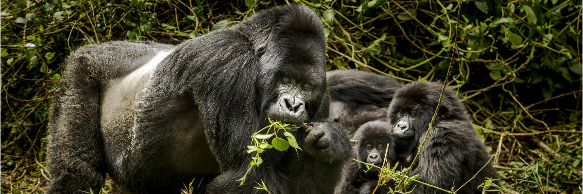The carefully crafted 11-day All-Inclusive Rwanda Uganda Primates Wildlife Safari - lets you track gorillas, chimps, monkeys, and wildlife.