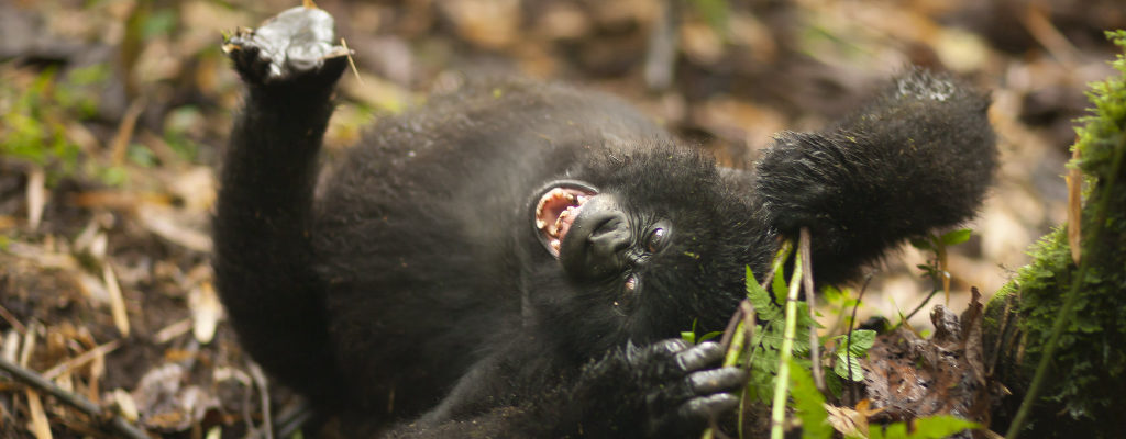 5-day Rwanda Uganda Gorillas Wildlife Safari to Akagera, Bwindi, and Volcanoes NP with gorilla trekking, golden monkeys, and BIG 5 wildlife.