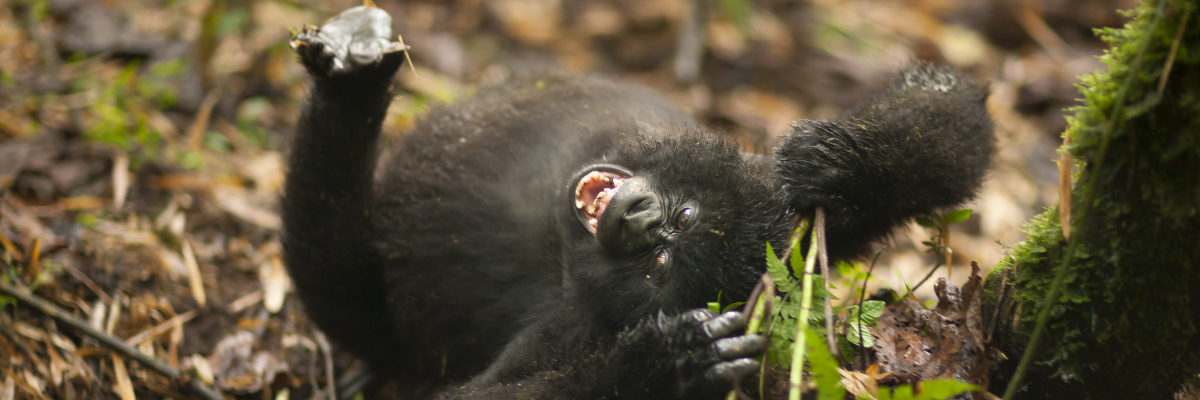 5-day Rwanda Uganda Gorillas Wildlife Safari to Akagera, Bwindi, and Volcanoes NP with gorilla trekking, golden monkeys, and BIG 5 wildlife.