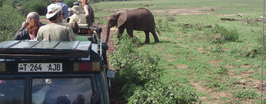 Tanzania Ngorongoro Manyara safari 2 days