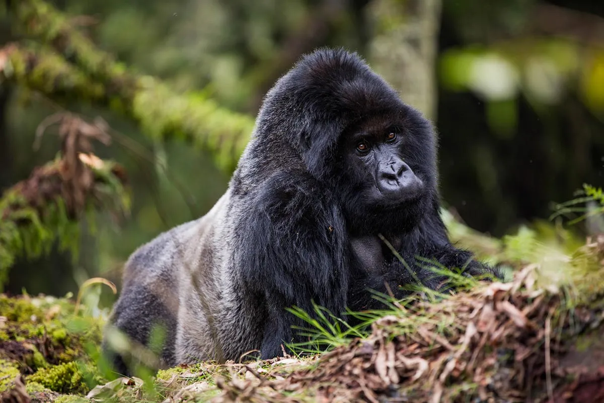 Gorillas and Wildlife Safaris