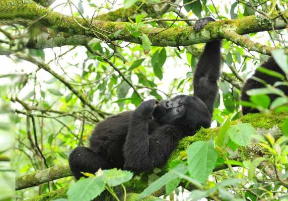 Bwindi Gorillas on the Rwanda Uganda Gorilla Trekking Safari
