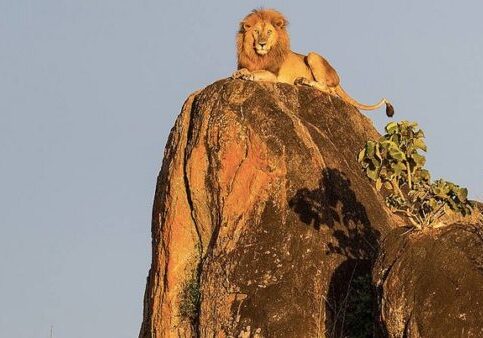 Kidepo valley national park safari uganda primates culture wildlife safari