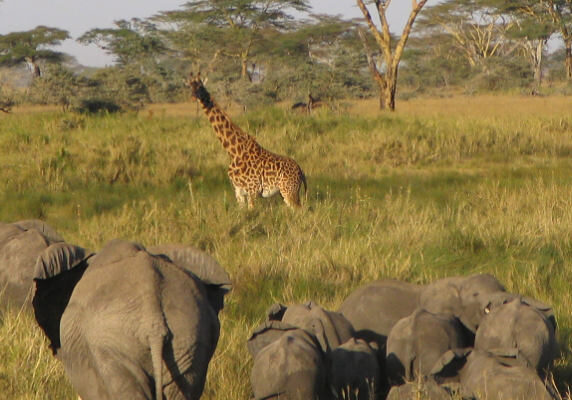 Ngorongoro Tarangire safari