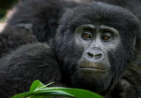 Rwanda Gorillas and chimpanzee tour Big Primates safarii - gorillas and wildife safaris