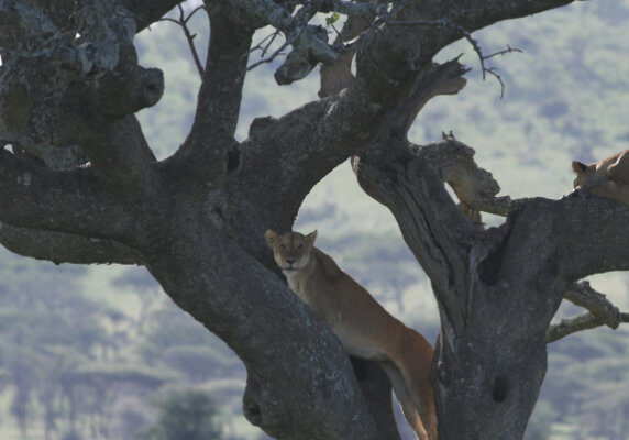 Serengeti tree climbing lions