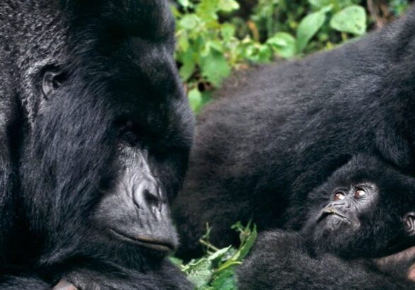 Uganda Gorilla Habituation Experience, Chimps & Monkeys Habituation, Lions Tracking Safari - 8 Days