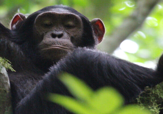 Uganda gorilla primate wildlife safari 8 days Gorillas and Wildlife Safari