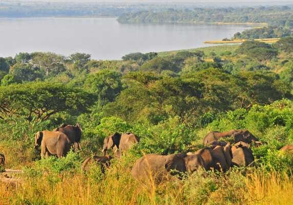 Elephant herd, Murchison Falls National Park
