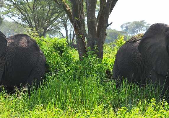 elephants in Queen Elizabeth National Park - All Inclusive Uganda Rwanda Safari